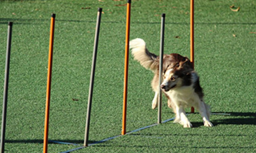 Circuito Canino